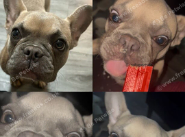 6.5 month girl puppy - urgent rehome (no fault of her own)