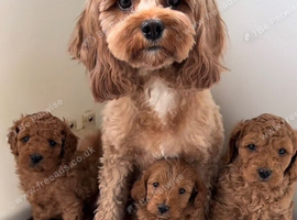 Cavapoo puppies