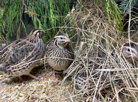 Fertile Coturnix Quail Hatching eggs
