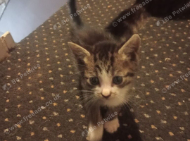 Kitten male 7 weeks