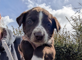 Newzealand hunterway cross collie