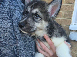 Beautiful Collie x Husky x Shepherd Puppy