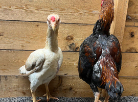 Ko shamo pair