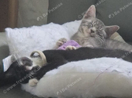 2 kittens in need of a home