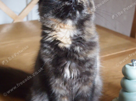 Last 2 from litter of 8 maine coon kittens in Bury