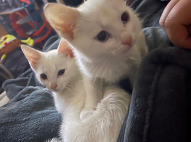 Full white kittens