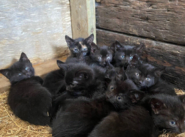 Friendly farm kittens for sale.