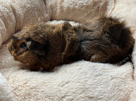Boy guinea pigs for sale