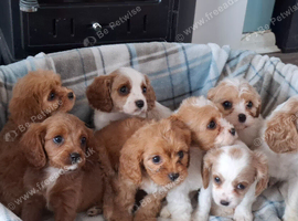 Cavapoo F1B