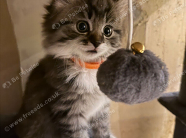 Kittens Bristol