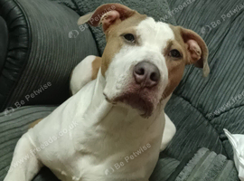 Staffy bitch