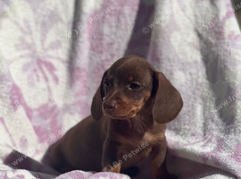 Miniature smooth coat dachshund puppy
