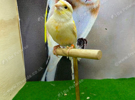 Dimorphic canary cock bird