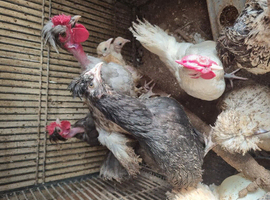 Polish frizzle and sarema cross Japanese black tail