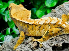 Orange extrem feamle
