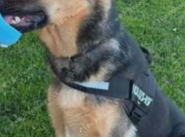 German shepherd