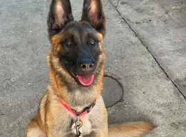 Belgian malinois shepherd 11 months old.