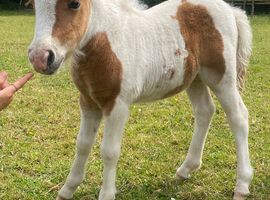 Stunning filly foal