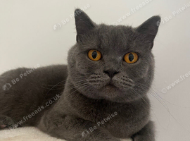 3 year old cat for sale