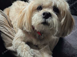 Beautiful male for stud