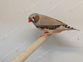 2026 Male Zebra finches