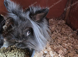 Female lionhead