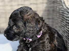 Merle labradoodles