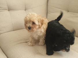 Adorable maltipoo mixbreed puppies