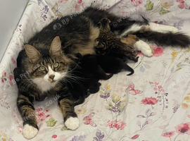 Beautiful little mainecoons already got big feet Then boys are gonna be strong  and then girls are gonna look just like their mama