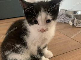 Kittens