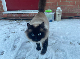 Ragdoll female