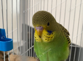 Young budgie