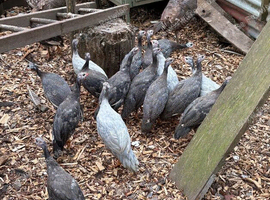 Guinea Fowl POL