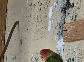 2 pairs of love birds