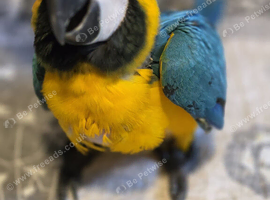 Ready Now &ndash; Baby Hand-Reared Super Tame Blue & Gold Macaw &ndash; Warrington