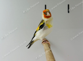 Siberian goldfinche