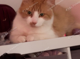 Ginger fluff