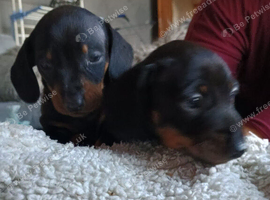 Miniature dachshund
