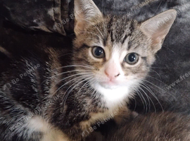 4 tabby and 1 black kittens ready for new home