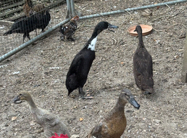 Indian runner ducks