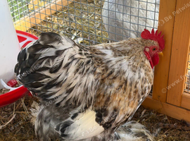 Handsome Pekin Cockerel FREE to good home