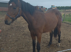Irish Draught Yearling Gelding
