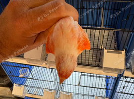 Harlequin cock birds 2026