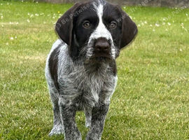 German Wirehaired Pointer Puppy