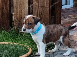 Staffy x Terrier