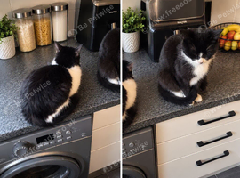 2 adult cats
