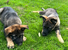 2 STUNNING GERMAN SHEPHERD BOYS