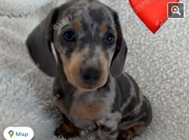 Mini dachshund