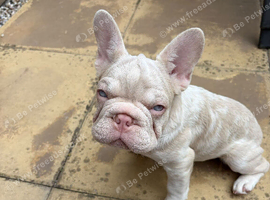 French Bulldog
