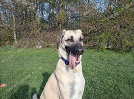 Dog